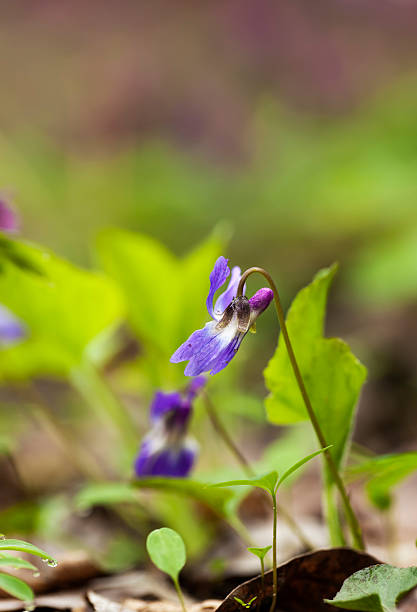 Lonely a violet flower against leaves stock photo