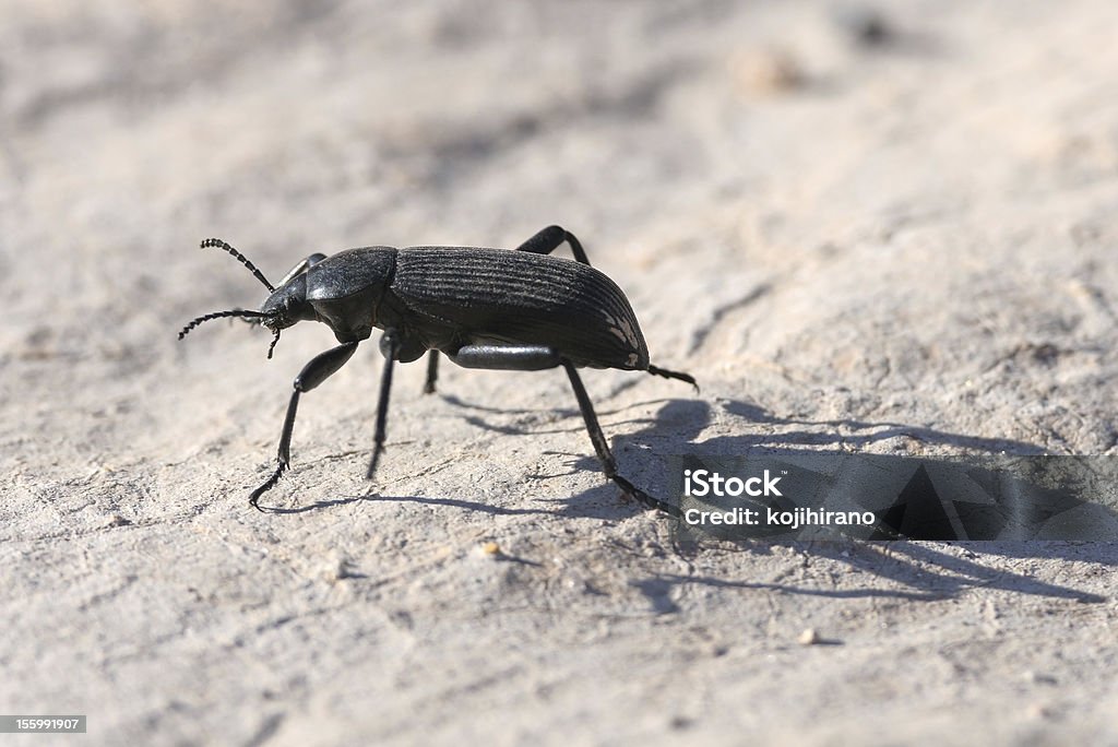 Pinacate beetle A Pinacate beetle running on the dried clay Beetle Stock Photo
