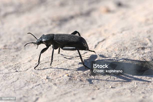 Pinacate Beetle Stock Photo - Download Image Now - Beetle, Sonoran Desert, Arizona