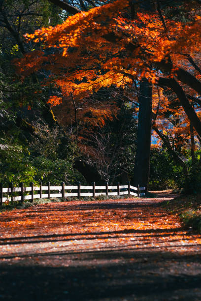 istock Maple leaves in autumn at the park, Dec. 2022 1559921629