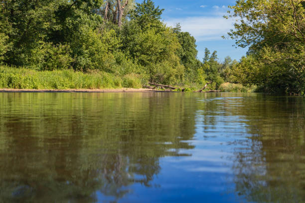 istock Landscape with a river in the forest 1559923524