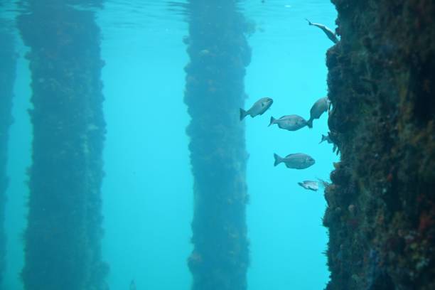 istock Underwater photo of fish and barnacles on pier 1559930559