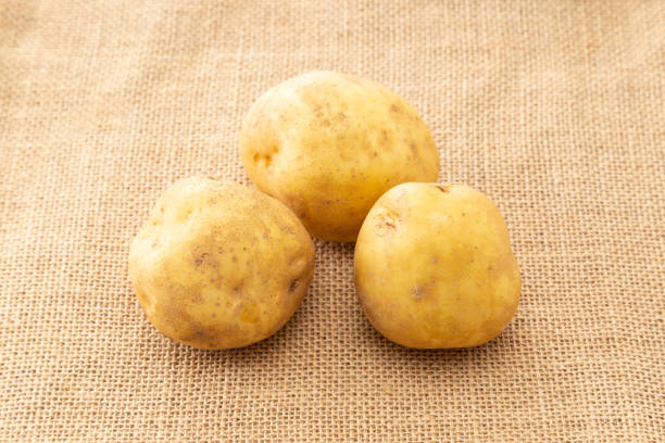 istock Harvested potatoes placed on linen. 1559957945