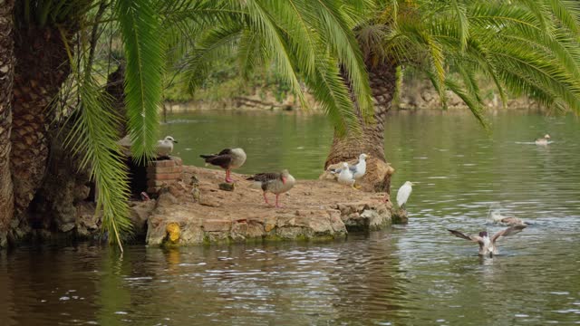 A group of birds perched on water