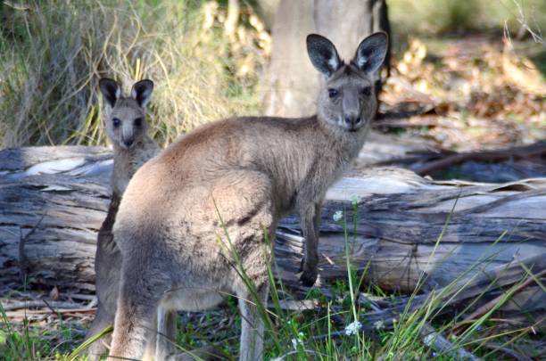 istock Kangaroo, mother and baby 1559960069
