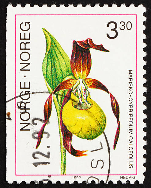 istock Postage stamp Norway 1992 Lady’s- slipper Orchid, Cypripedium 155996349
