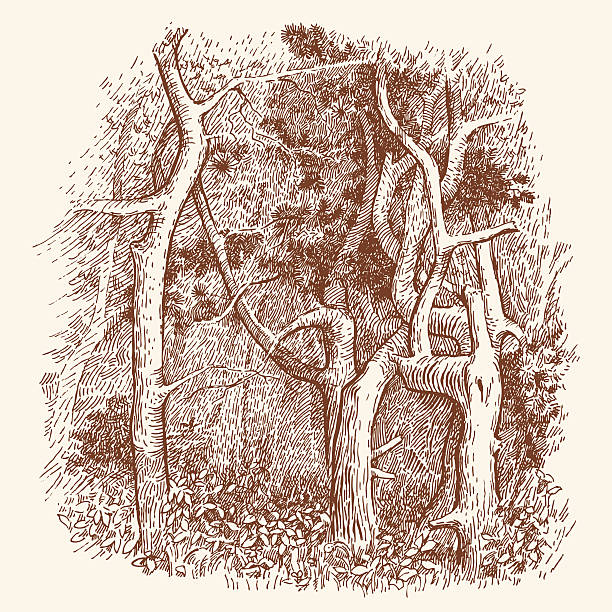illustrations, cliparts, dessins animés et icônes de photo d'arbres. - pencil pine