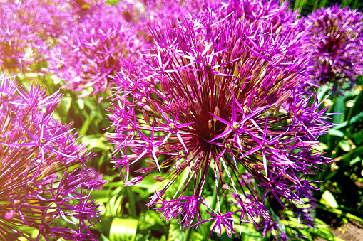 Allium blooming close up. Ball of blossoming allium flowers. Beautiful alliums for gardening theme. Botany concept. Violet bloom gorgeous flower. Gardening and planting plants