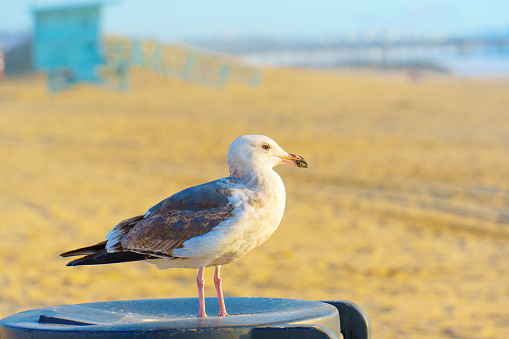 Close-up of a seagull perched on a trash bin at Venice Beach.