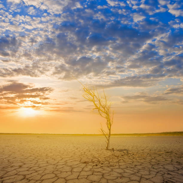 istock alone dry tree among saline land at the sunset 1559970963