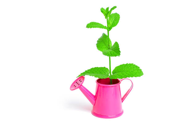 Close-up of a miniature pink watering can with a fresh young plant isolated on white. Gardening related concept.