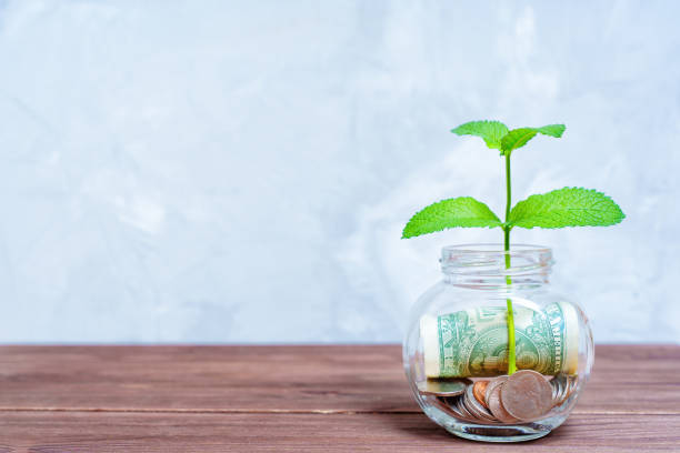istock Young Plant in a Savings Jar on a Wooden Table 1559972540