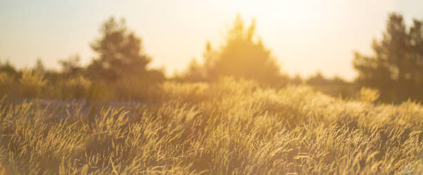 istock closeup summer prairie at the sunset 1559972557