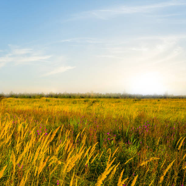 closeup summer prairie at the sunset