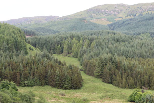 This picture taken at the Rest and Be Thankful pass in Scotland shows a winding road cutting through a green valley surrounded by misty hills and dense forest. The scene is framed by dark evergreen trees in the foreground, giving a natural frame to the landscape. The image captures the dramatic and serene atmosphere typical of the Scottish Highlands.