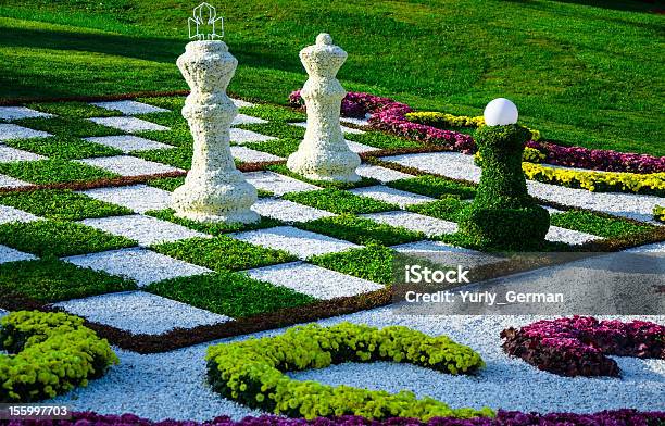 Chess Of Chrysanthemums Stock Photo - Download Image Now - Chess Board, Grass, Large