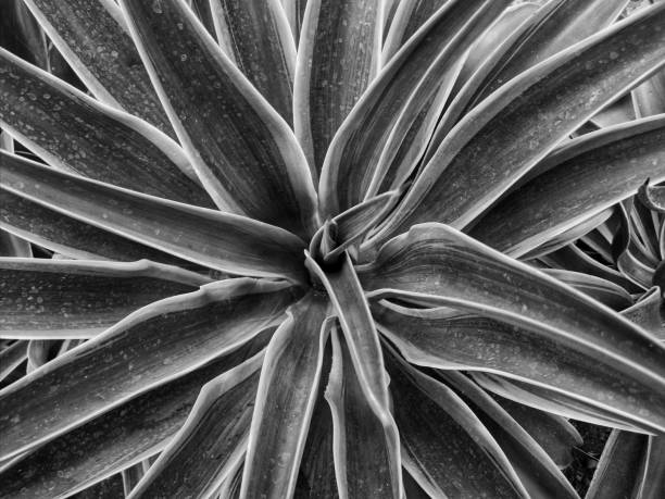 istock Full Frame Shot Of Succulent Plant 1559983701