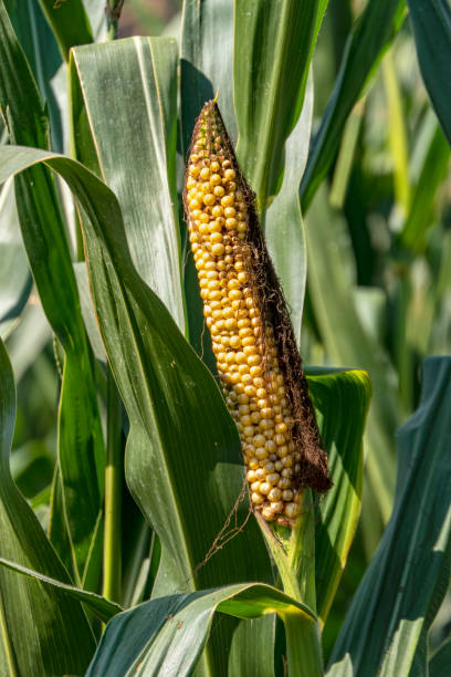 istock Ripe corn cobs with yellow seeds among green foliage 1559985301