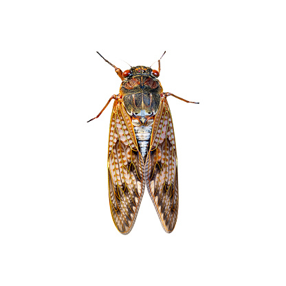 Cicada on white background.