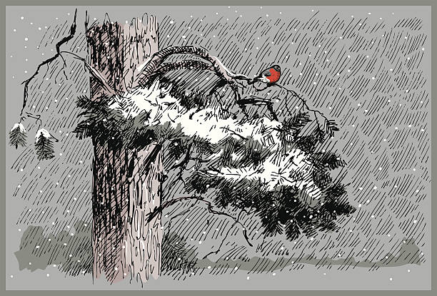 Bullfinch on a pine branch sidt Bullfinch on a pine branch sidt. Vector illustration. transfer print stock illustrations