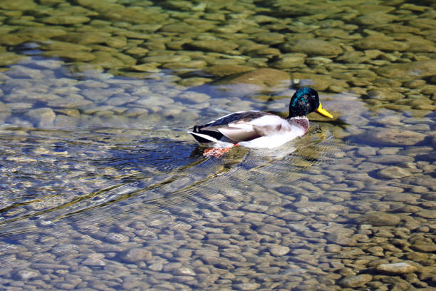 istock Wild duck swims in clear mountain water. 1559988411
