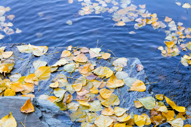 istock Fallen leaves on the rock 155999233