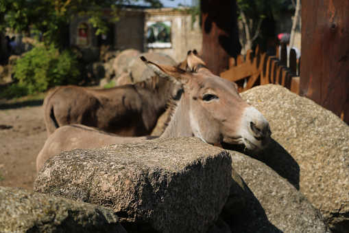 The donkey laid its head on a stone on a sunny day. Hiding in the shade from the sun