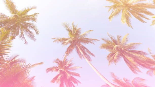 istock Summer with colorful theme as palm trees background as texture frame background 1559993827