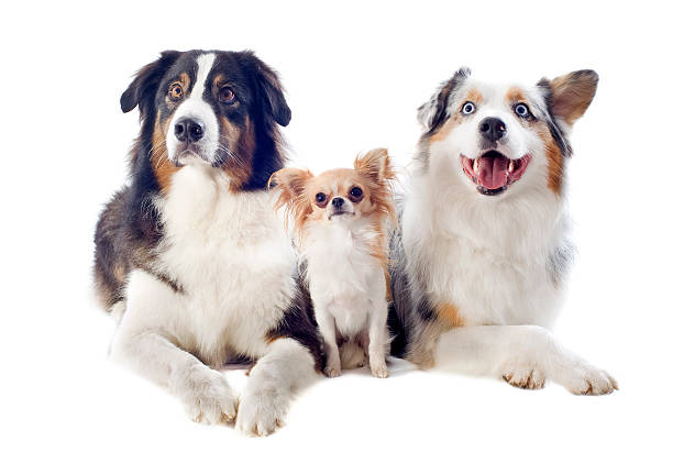 istock australian shepherds and chihuahua 155999442