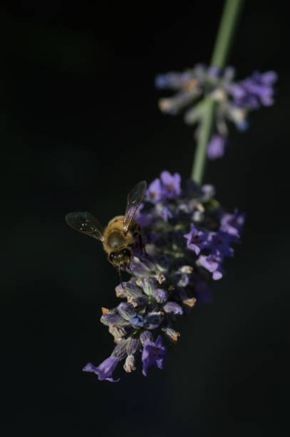 istock bee on lavender flowers, Emilia Romagna, Italy 1560012024