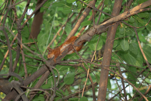 istock squirrel on the high branches of a tree 1560012029