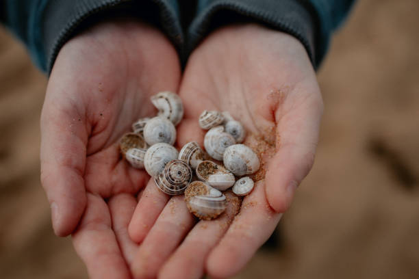 Handha Shell 180+ Handful Of Sea Shells Stock Photos, Pictures & Royalty-Free Images ...