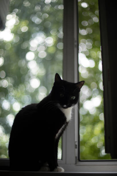 istock Cat on window. Black cat in room. Pet at home. 1560014672