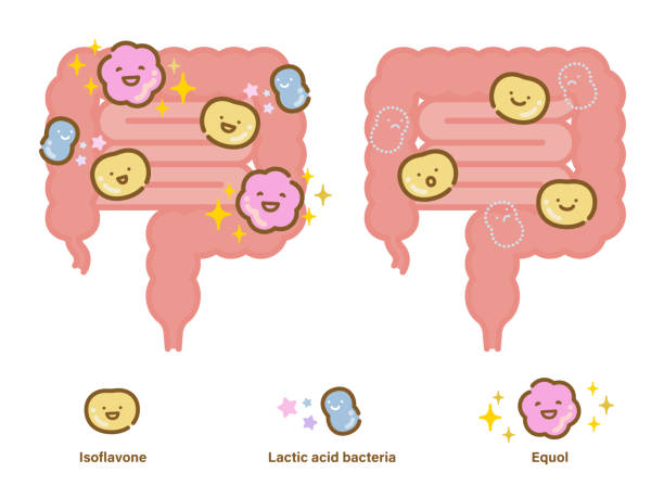 illustrazioni stock, clip art, cartoni animati e icone di tendenza di set di icone b che converte gli isoflavoni di soia in equolo da parte dei batteri intestinali - flora intestinale alterata