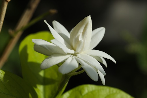 A vibrant white Jasminum sambac flower in the spotlight of the sun's rays, with its petals open and its light-scented aroma