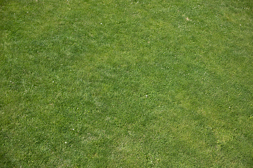 View from height of lawn. Green grass in summer. Texture green. Field Details.