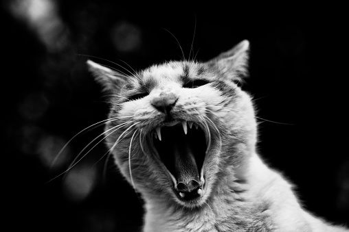 Yawning cat, Monochrome