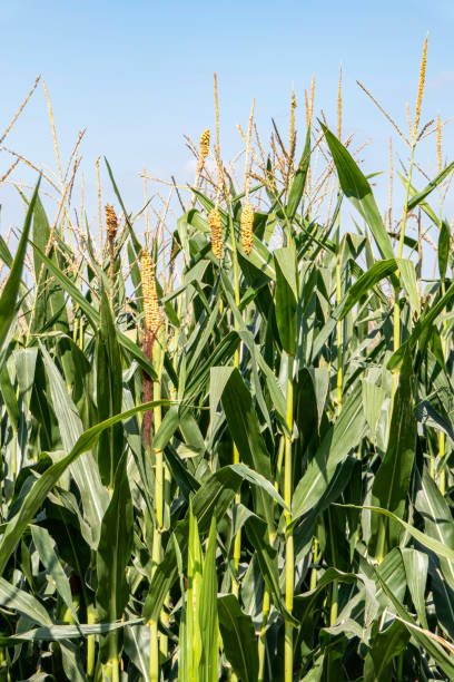 istock Corn stigmas on young cobs among foliage in an agricultural field. Corn silk. 1560021828
