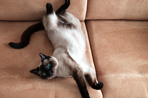 young siamese cat or thai breed feline on the couch showing tummy in hot weather indoor pet