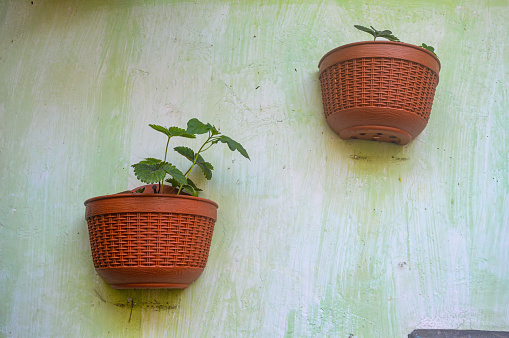 two plastic pots filled with small plants against the wall, Indonesia, 14 June 2023.