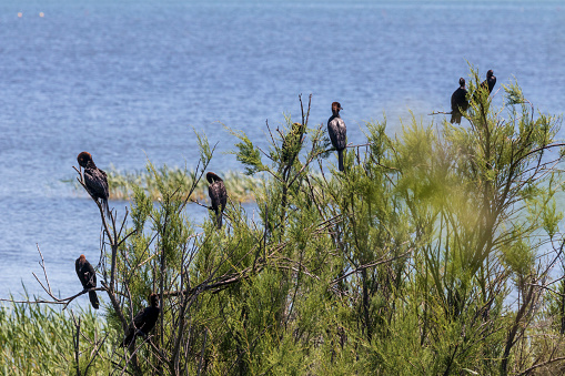 Cormorants perched in a tree next to Lake Vrana in Croatia.