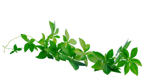 istock Coast Morning Glory Also Known As Messina Creeper or Cairo Morning Glory or Ipomoea Cairica. Plant of the Convolvulaceae Family 1560030954