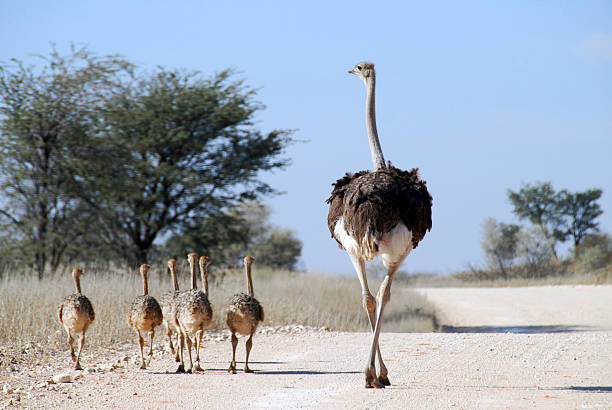 Ostrich and Chicks Mother Ostrich with her 6 chicks walking down the road in the Kgalagadi Transfrontier Park, Botswana. ostrich stock pictures, royalty-free photos & images