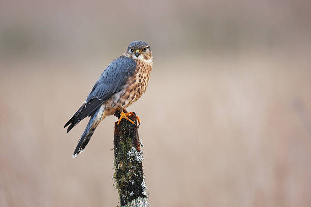 Merlin A captive male Merlin on a lichen coverd post. falco columbarius stock pictures, royalty-free photos & images