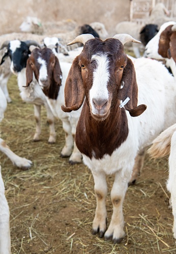 A herd of Boer goats standing on a sun-drenched, dirt-covered field