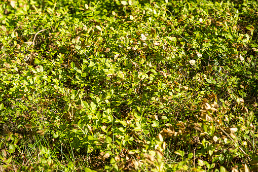 Background of lush green blueberry grass swayed by the wind close-up or a beautiful summer view of a pine forest with a blueberry green carpet,