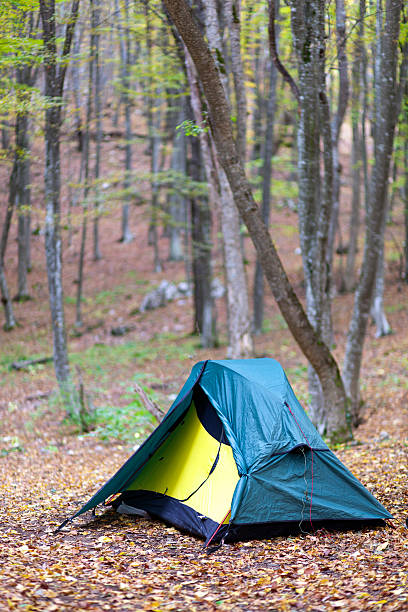 Tent of tourist in the wood stock photo