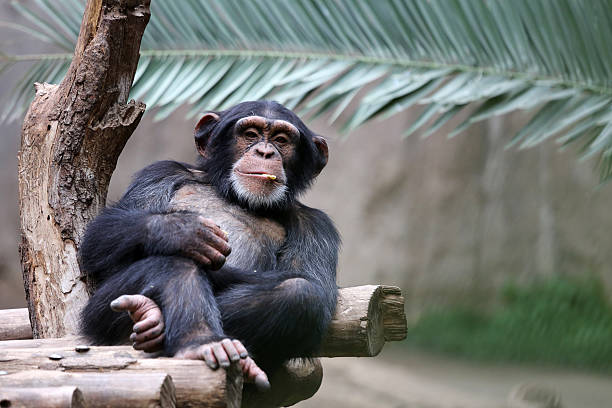 Chimpanzee Chimpanzee relaxing on a branch chimpanzee photos stock pictures, royalty-free photos & images
