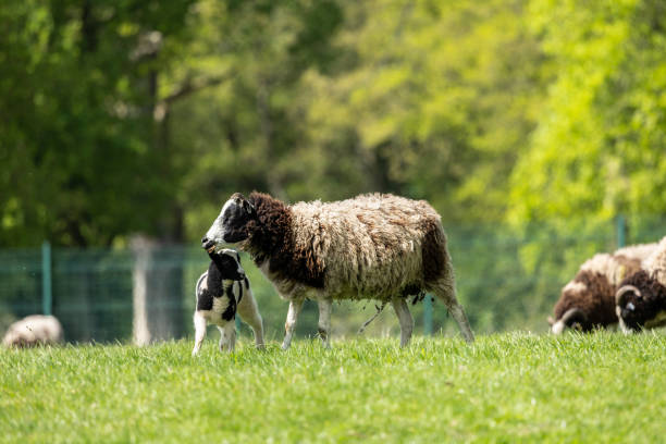 matka jacob rasy owiec i wiosenne jagnięciny na ich pastwisku - jacob sheep zdjęcia i obrazy z banku zdjęć