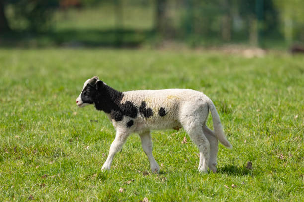 cordero joven de primavera en su potrero en un día soleado - jacob sheep fotografías e imágenes de stock